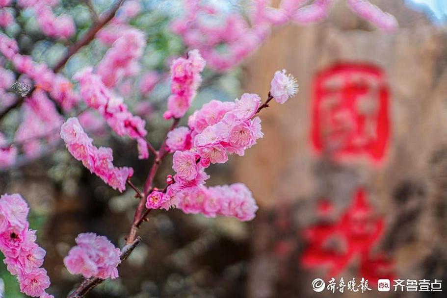 美得可做屏保！青島梅園迎來“盛花期”
