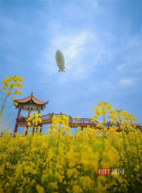 湖北荊門市沙洋油菜花節(jié)