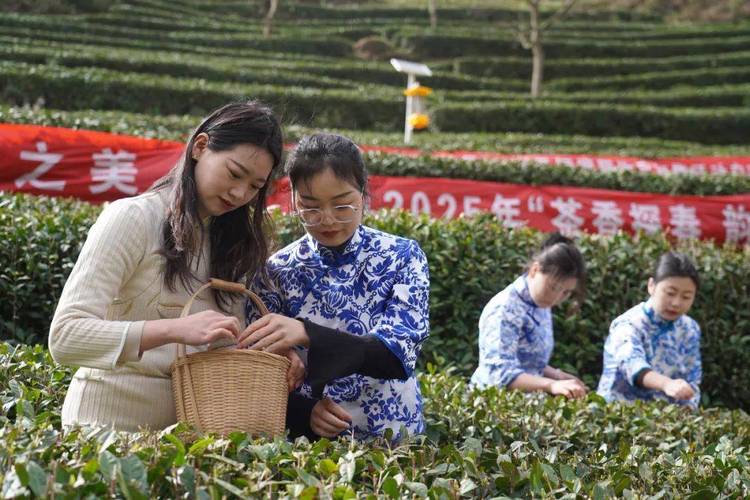 康縣2025年“茶香探春?韻滿(mǎn)茶園”茶葉開(kāi)采節(jié)活動(dòng)舉行