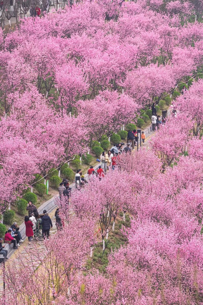 春日暖陽人間美好，寶雞植物園梅花綻放，游人放飛心情