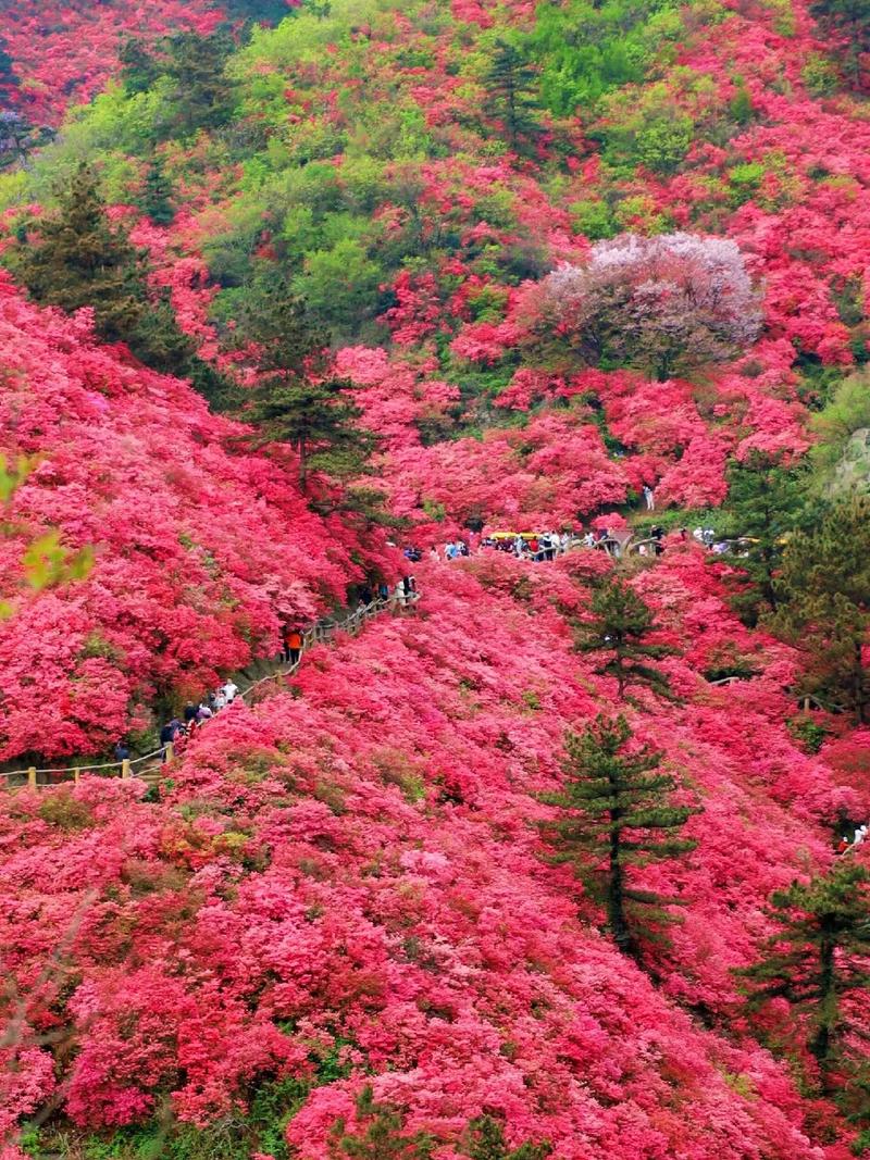 又是一年觀賞杜鵑花開的季節(jié)了，這些杜鵑花景區(qū)總有一處讓你滿意