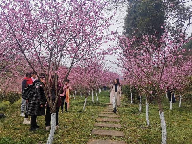 春至西充，張瀾故居的500余畝梅林已悄然盛放