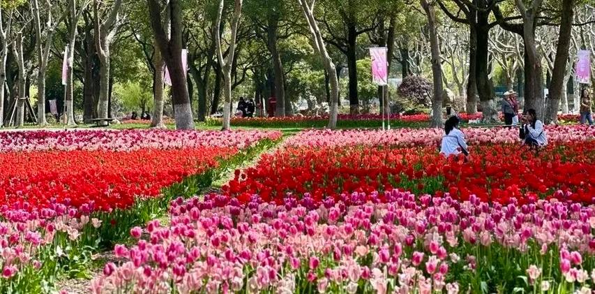 申工社福利到！送票110張！去上海四季花港，一站式”體驗(yàn)200萬(wàn)株郁金香海！