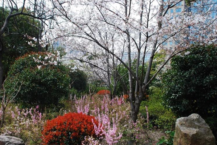 長風公園櫻花苑進入最佳觀賞期