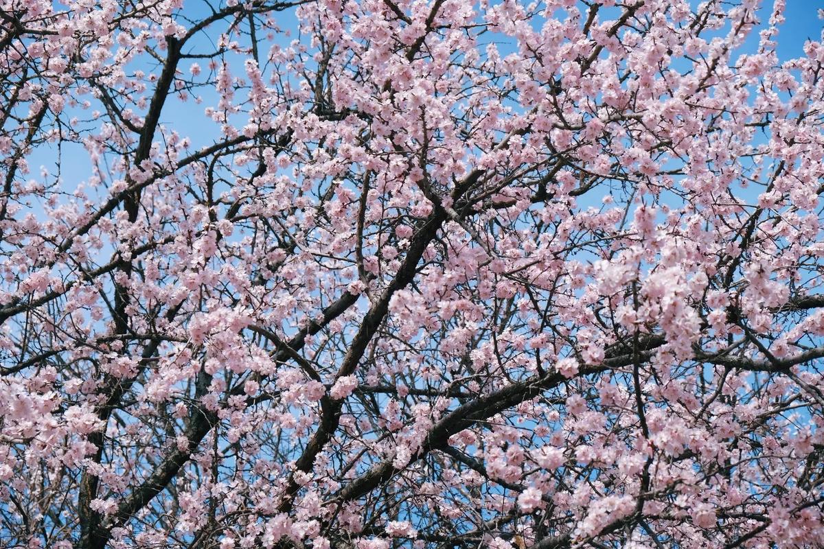 預(yù)報(bào)：海棠路，靜待花開。3月29日—4月6日“海棠路.杏花語”主題活動(dòng)內(nèi)容多。伊寧市