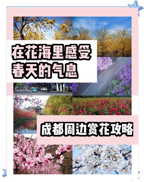 半小時殺攏春日烏托邦 成都友愛鎮(zhèn)踏青攻略：花海/遛娃/逛吃一鍵GET