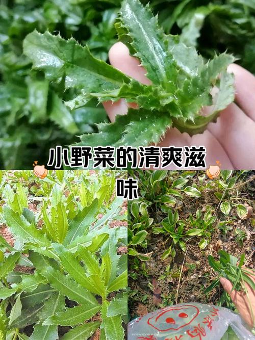 春夏季最毒野菜黑名單！長得像香椿別亂摘