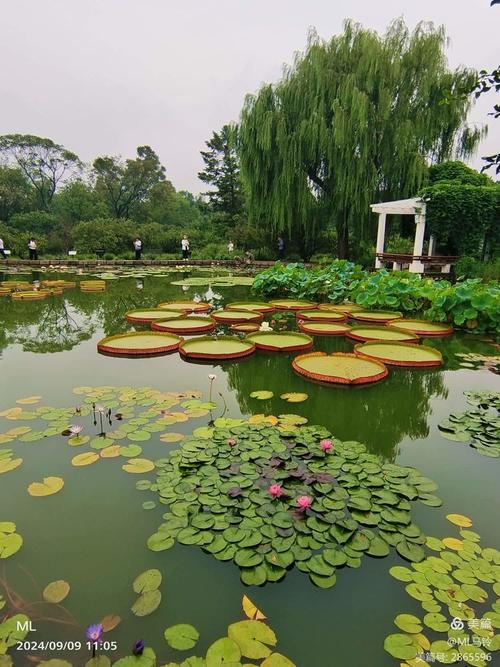 3月29日，北京蓮花池公園的奇異景觀
