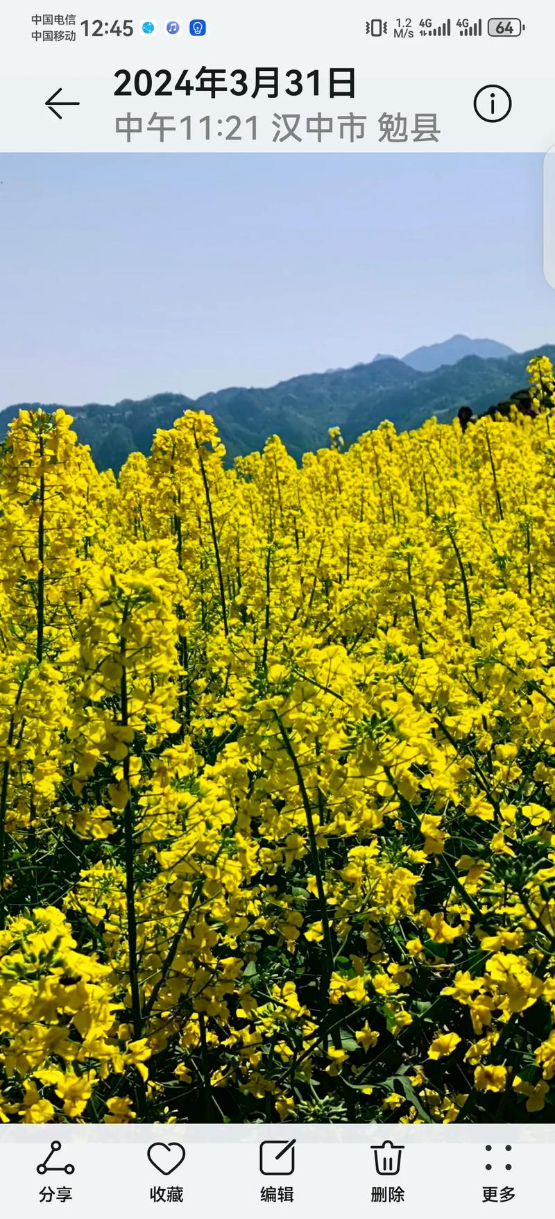 陜西漢中油菜花金黃盛開，美不勝收！