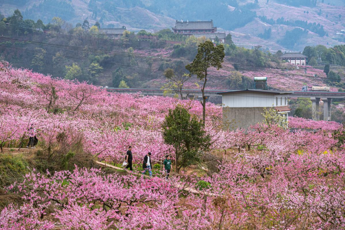 #龍泉賞花 賞花春游好去處 成都龍泉山 龍泉桃花故里美景圖