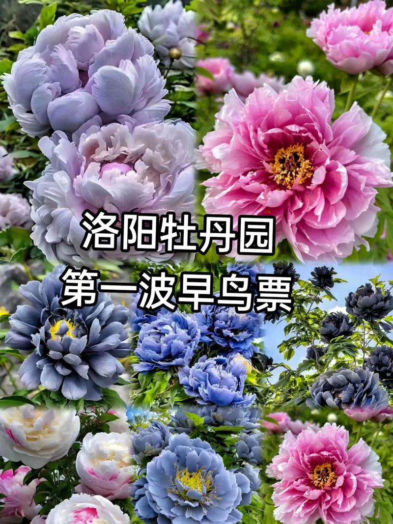 【文旅瀍河】火爆“出圈”洛陽(yáng)牡丹九色同現(xiàn)登上熱搜