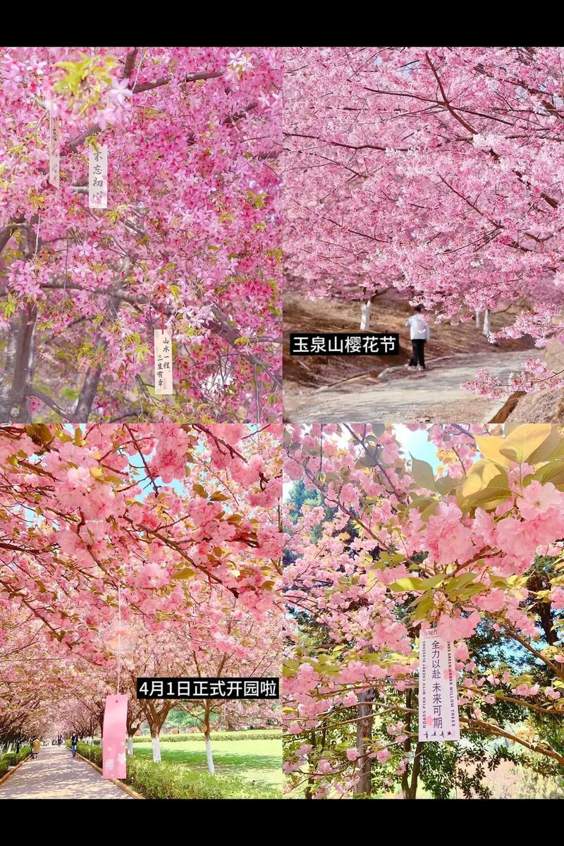 4月1日-5月7日，憑玉泉山櫻花節(jié)門(mén)票可免費(fèi)乘坐太原公交常規(guī)線路