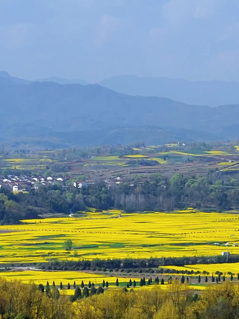 漢中油菜花這幾個(gè)地方，你一定要來(lái)！