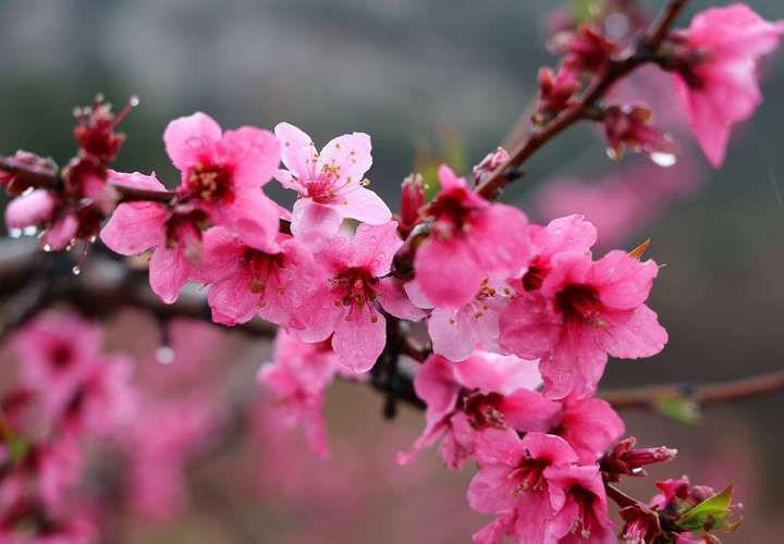 蒙陰桃花開了 周末舒心就來蒙陰