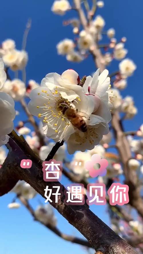 春日限定，讓我們邂逅一場杏花之約！春日#好客山東好品山東