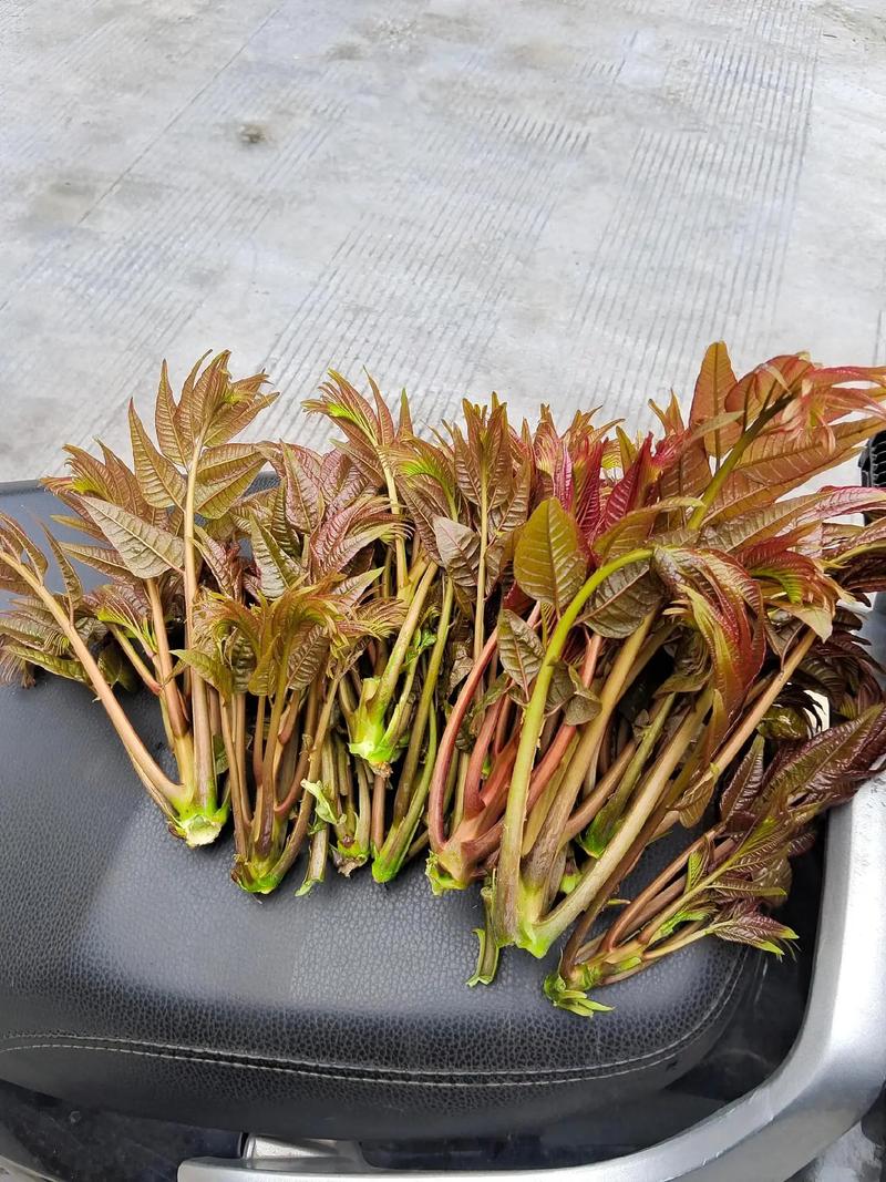 春天一定要吃的5種"芽"錯過再等一年！別不信
