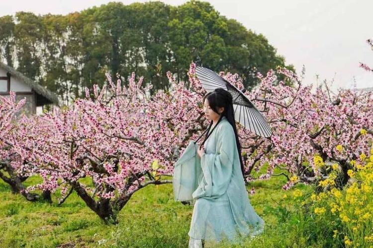 上海：嘉定梨花節(jié)開幕 千畝梨園百畝油菜組成春日花