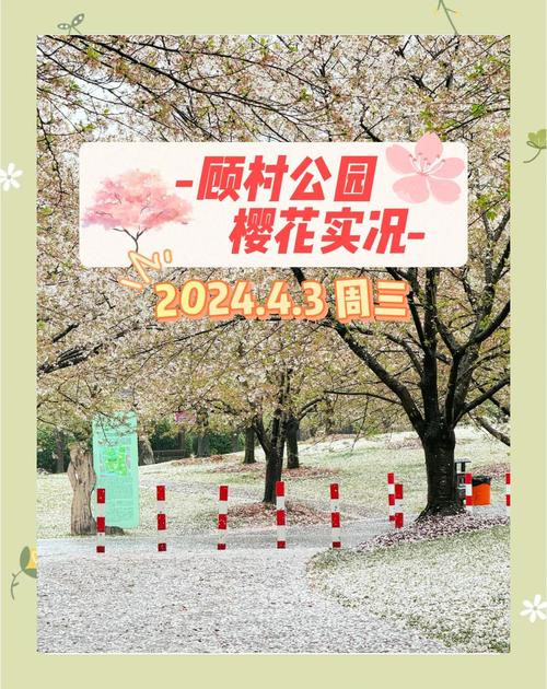 降溫20℃九級大風(fēng)，櫻花櫻花你還好嗎？