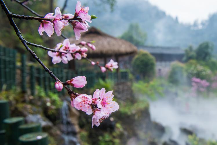 圖片新聞｜酉陽：桃花盛開春景美