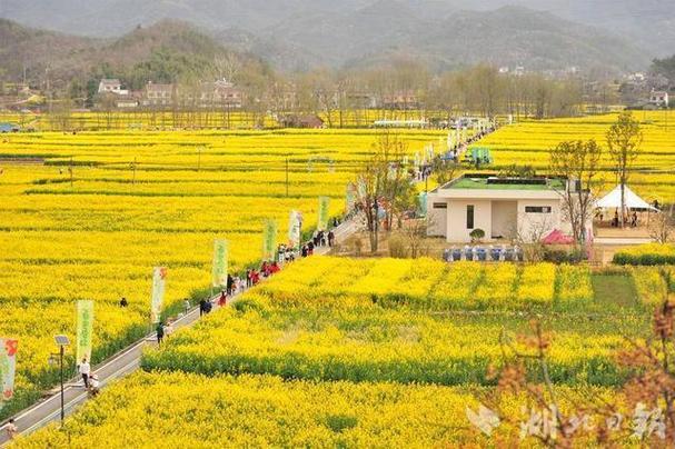 奔跑在金色花海！宜昌南埡花田親子跑跑出春日美好