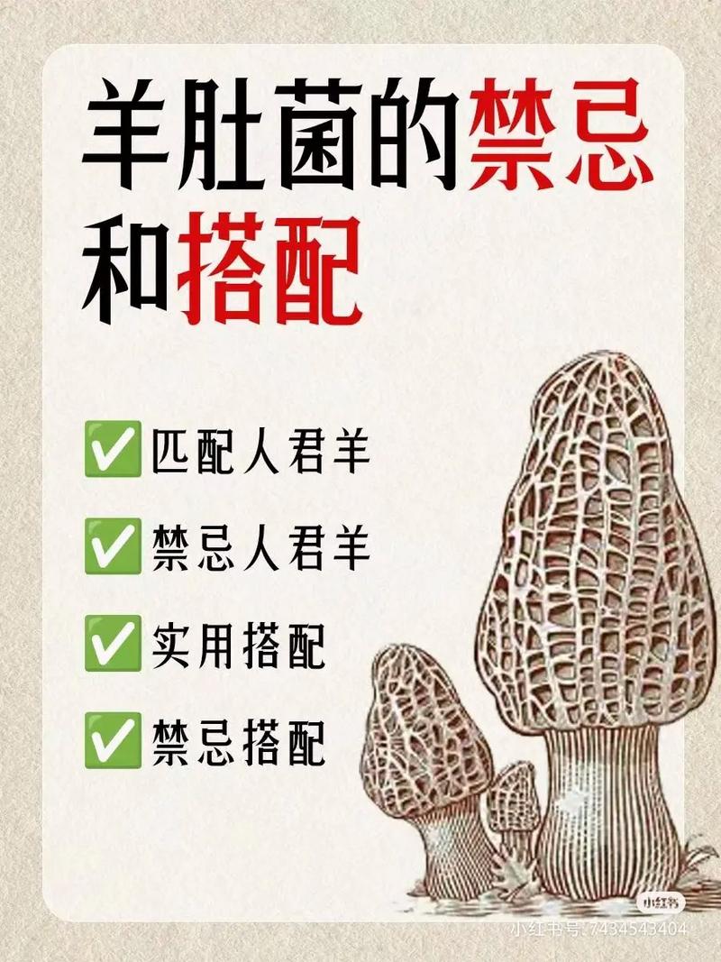 羊肚菌美味無比，但食用前要警惕！你知道這些禁忌和正確吃法嗎？
