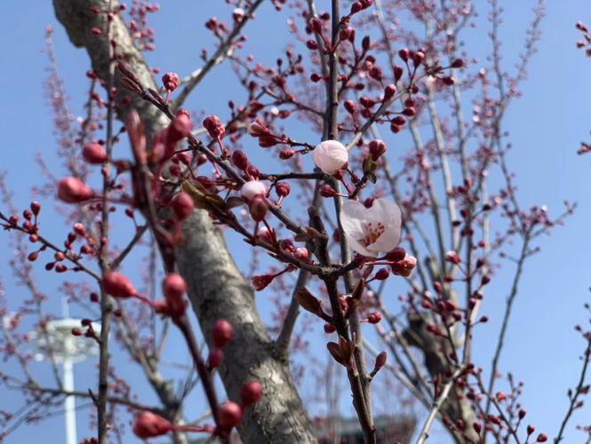 靈臺：一城花開，滿目溫柔
