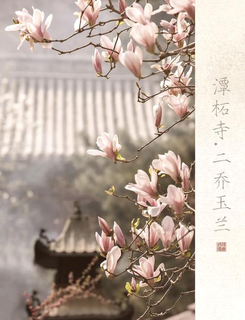 潭柘寺二喬玉蘭盛開，周末賞花正當時