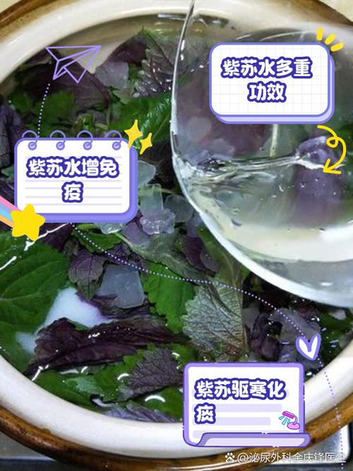 “紫蘇”是個寶，用它來泡水喝，或能幫助解決這5個問題