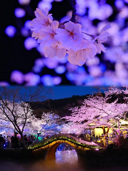 黿頭渚夜櫻，這里是你的浪漫櫻花打卡圣地