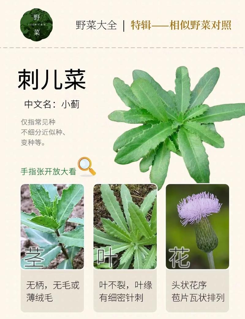 春日限定！這8種野菜正鮮嫩，營養(yǎng)高還免費！健康嘗鮮必看