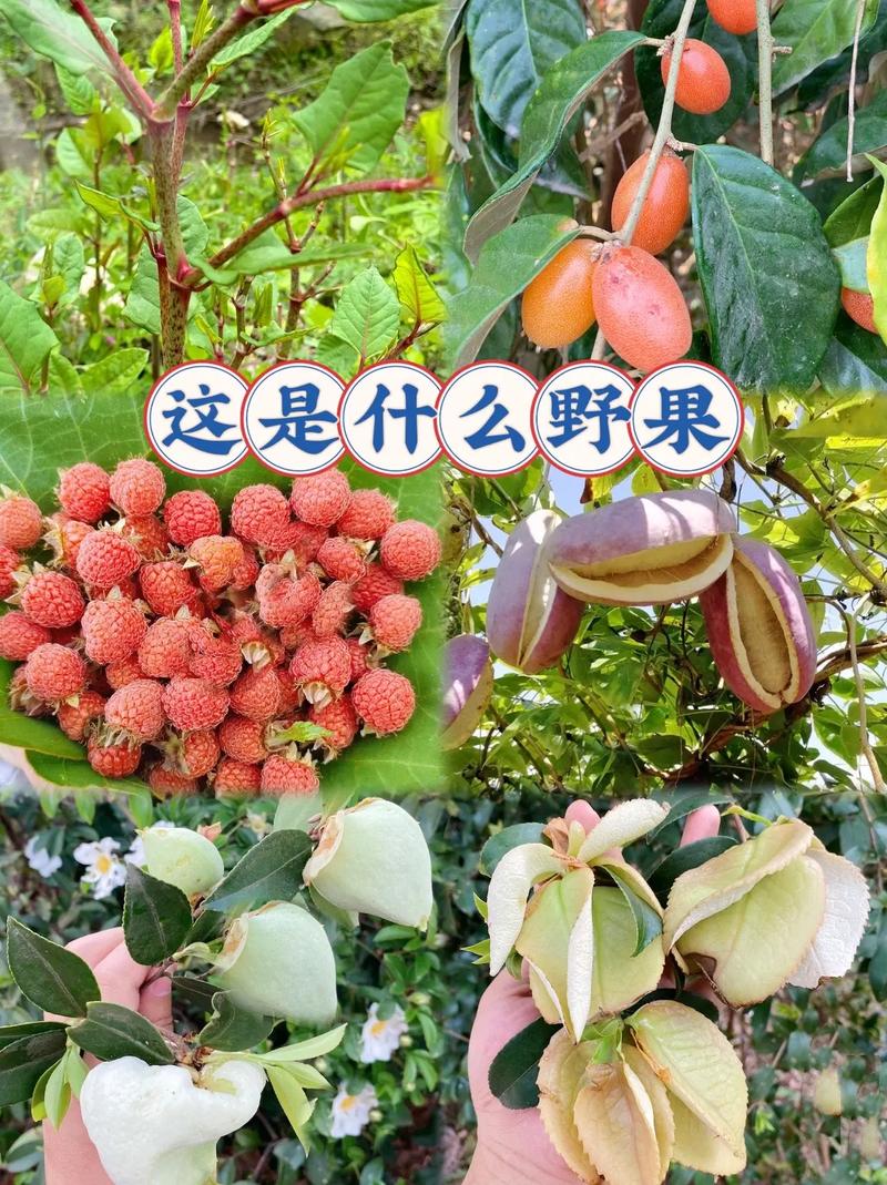 農(nóng)村地頭的小野果你吃過幾種呢？