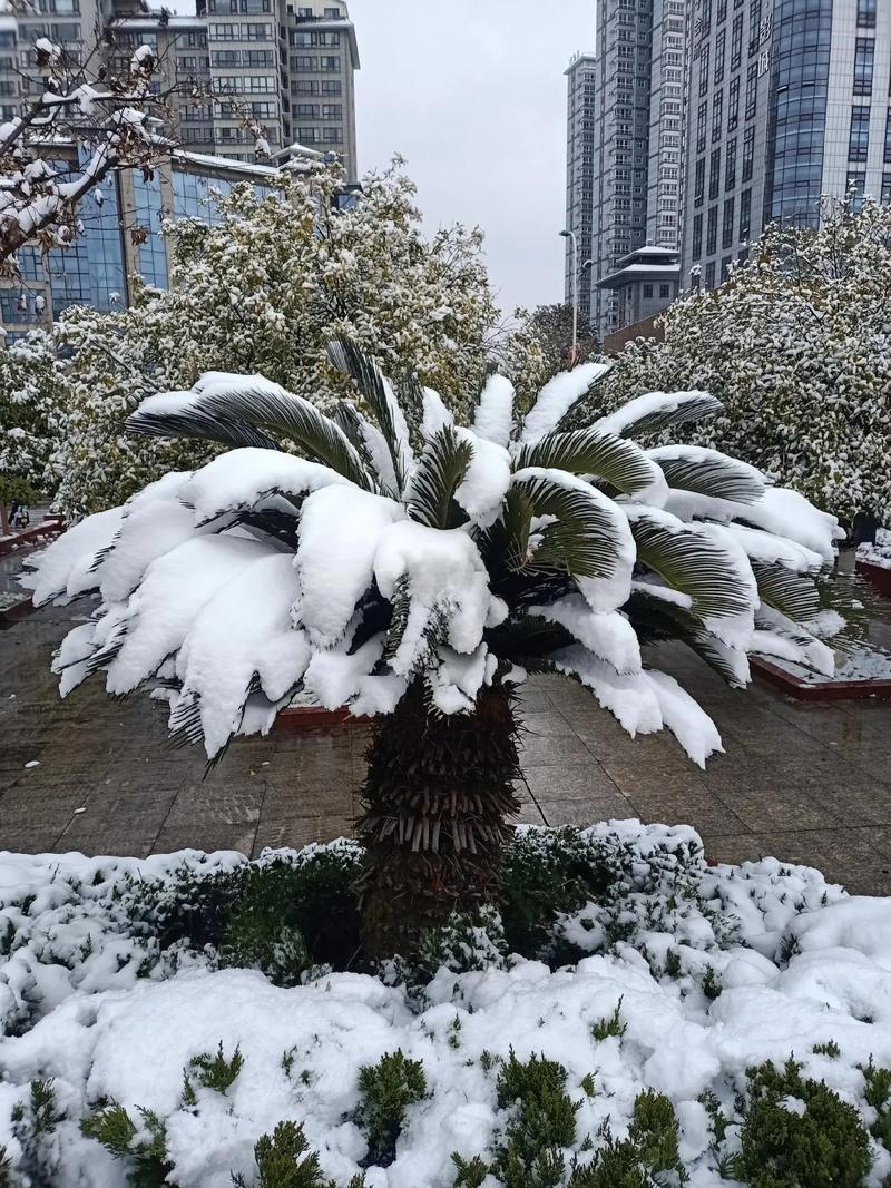 實(shí)拍！漢中多地迎來(lái)降雪！