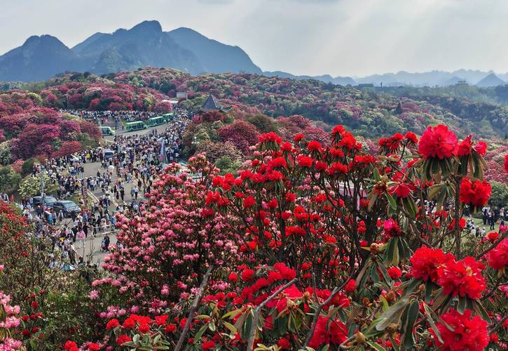 記錄自駕旅行足跡 百里杜鵑 踏春賞花 分享美景