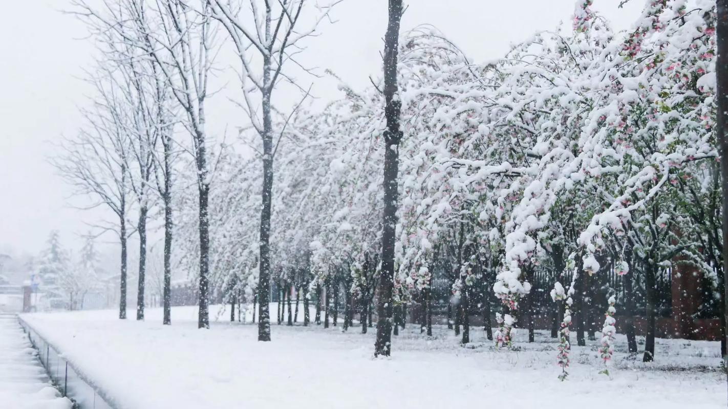 當(dāng)百花山遇到三月雪 三月的雪 突如其來的一場雪