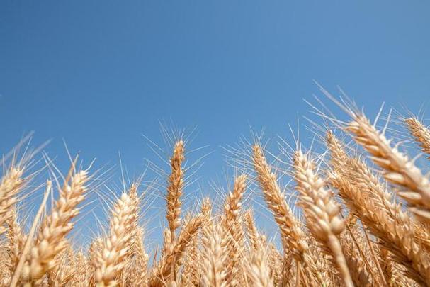 哀嚎一片！小麥這次要徹底跌入“無底洞”2025年3月29日