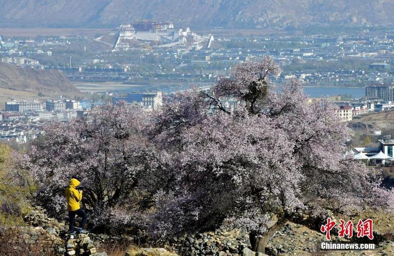 拉薩慈覺林桃花盛放 吸引市民游客“打卡”
