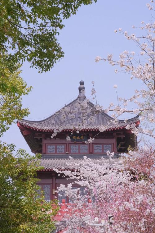 湖北武漢堤角公園：櫻花開了，門口市民、商販云集，生意興??！