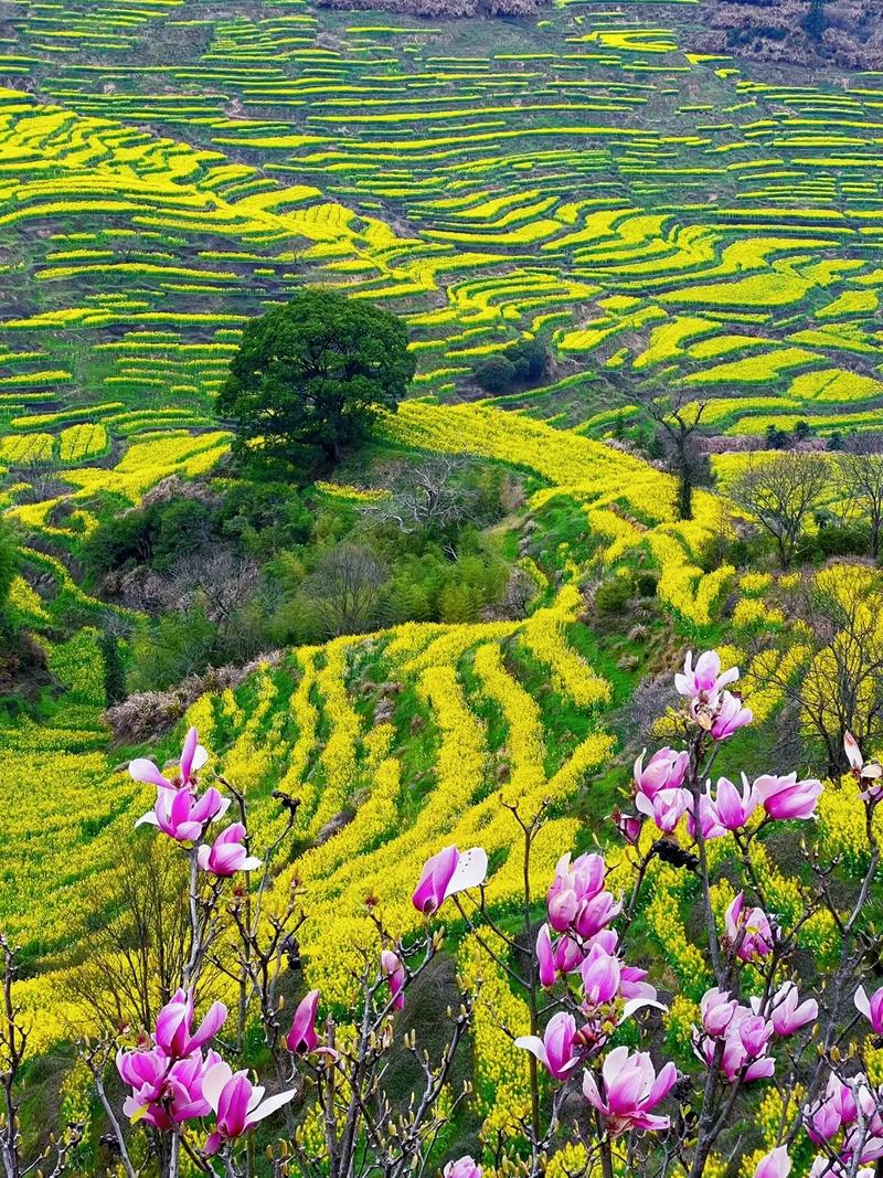 婺源春日，油菜花金黃