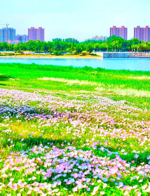 博覽組圖丨 淄”味浪漫來襲！藍天白云 花海刷屏！