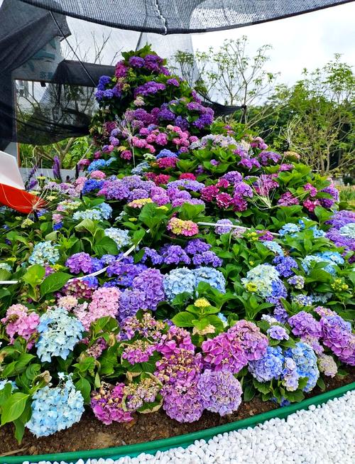 花境大賽 絕美開展，南寧市民游客可于即日起至5月5日期間在南湖公園菩提園觀賞
