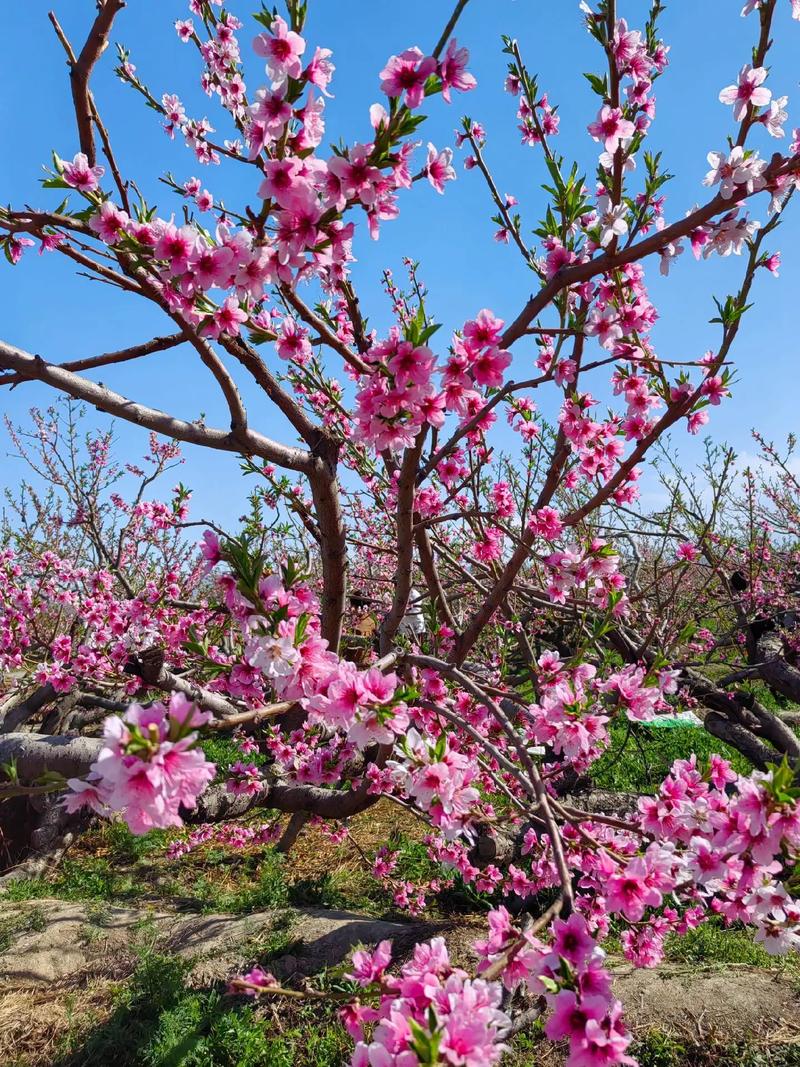 #爛漫春光好 賞花正當(dāng)時 中原地區(qū)獨具特色的“一園雙花