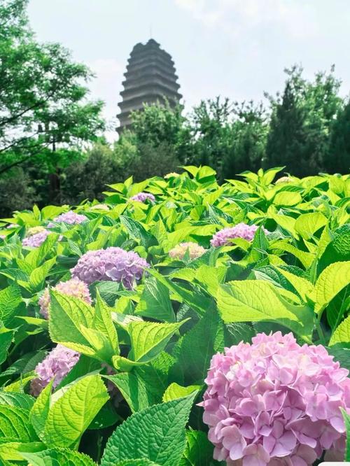 3月28日開園！白鷺洲解鎖新疆春日頂流：沙海相間，錯過等一年！