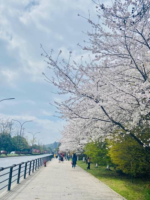 杭州白塔公園里的櫻花海棠花盛放，火車花下過美的熱鬧看完醉了