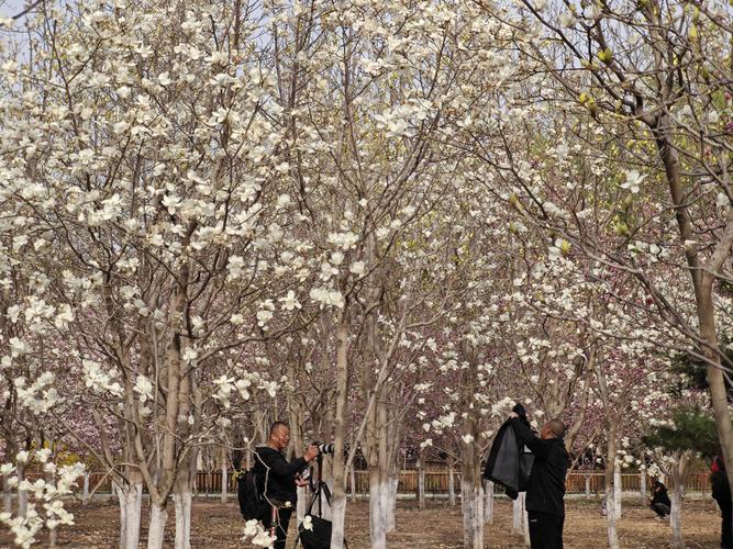 北京國際雕塑公園第二十二屆玉蘭賞花季盛大開幕