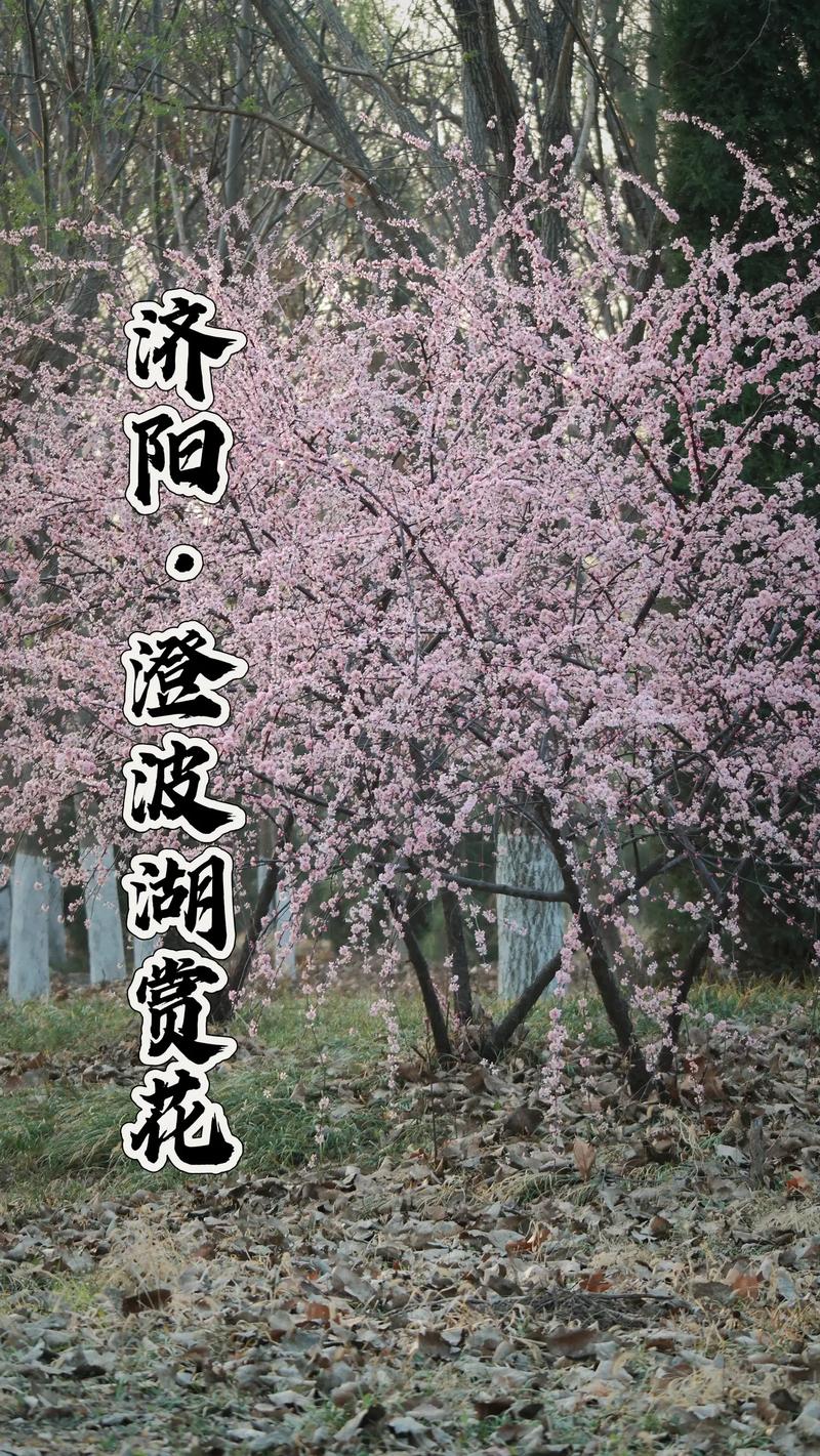 果然視頻·好景山東|濟(jì)南澄波湖碧桃花絢麗綻放，嬌艷欲滴惹人醉
