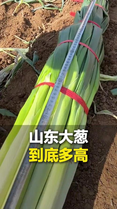 山東蔬菜產(chǎn)量第一，大蔥能達(dá)2.6米，為啥能長這么高？