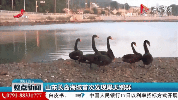 山東一黑天鵝叼起飼料喂食湖中錦鯉，接下來(lái)一幕眾人傻眼