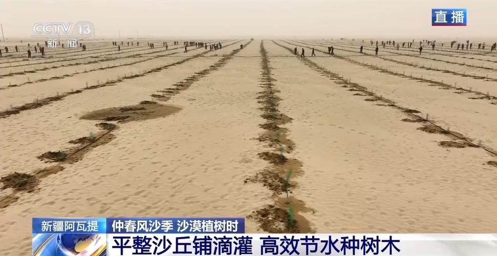 “鎖邊”擴邊”塔克拉瑪干沙漠植樹造綠迎來新進展