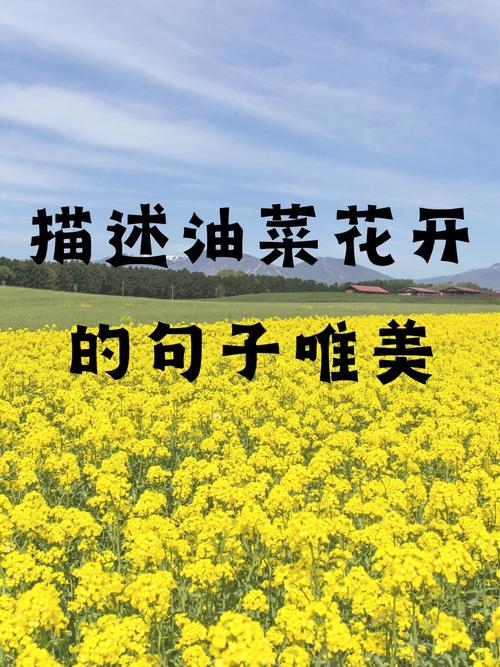 四月，油菜花開(kāi)，山川溢彩，遍野鎏金。一場(chǎng)花開(kāi)，大美無(wú)言