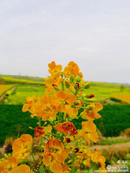 漢中“油菜花海 在外網(wǎng)炸鍋了，這美得簡直不像話，太絕了！
